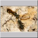 Mellinus arvensis - Kotwespe w49a beim Nesteintrag - Fliege wird rueckwaerts am Nest platziert - Sandbgrube Niedringhaussee.jpg